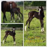 Naissance de Only Star ZIMEQUEST Fille de Whisper Zimequest / Qlassic Bois Margot