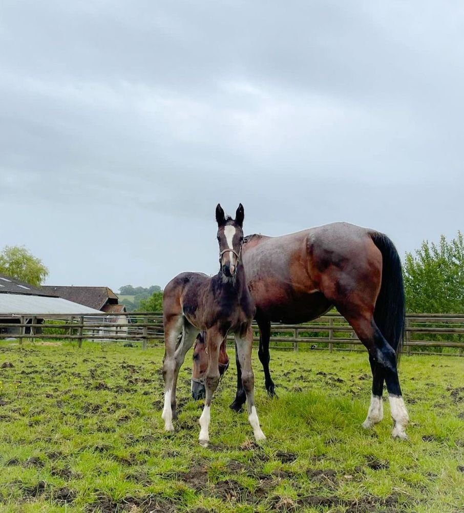 Magnifique pouliche Onlystar ZIMEQUEST, fille de Qlassic Bois Margot